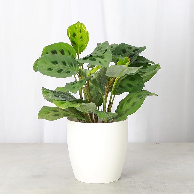 Thorsen's Greenhouse Green Prayer Plant, Live Indoor Plant, Pet Friendly, Uncommon Houseplant, Green Maranta, Easy to Grow, 4" Diameter Pot (White)