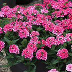 3 Pink Verbena Plants Live, Hardy Perennial Flower, 4-8 Inches Tall, Outdoor Garden Plant