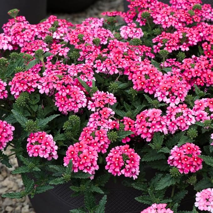 3 Pink Verbena Plants Live, Hardy Perennial Flower, 4-8 Inches Tall, Outdoor Garden Plant