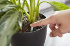 Miracle-Gro Indoor Plant Food Spikes, Plant Fertilizer, 1.1 oz., 24 Spikes/Pack (24-Pack)