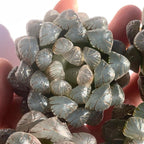 Haworthia Cooperi Ice Lantern Rare Live Succulent Plants, Green 1 Head Pot 2.5" Live Plant, Package Without Pot Soil, Garden Indoor Office Desk, Party Baby Shower Decoration, Friend Plant Lover Gifts