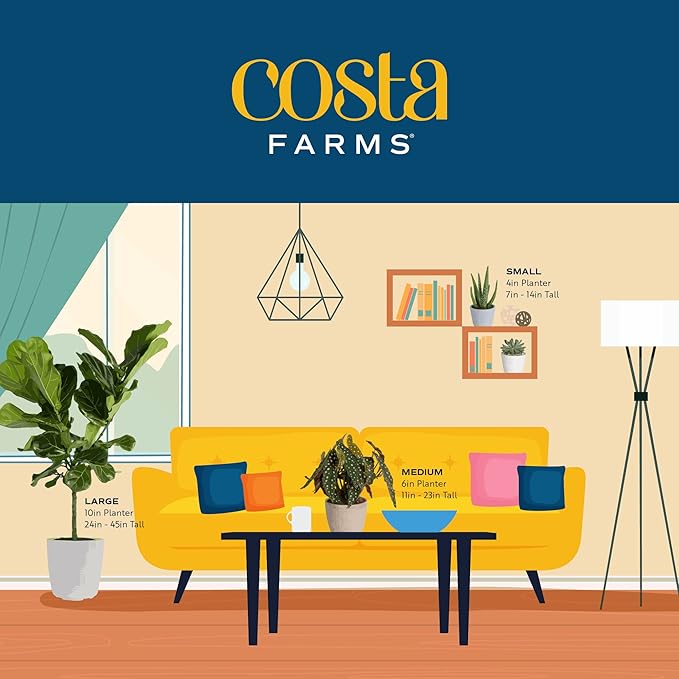 Costa Farms Snake Plant, Easy to Grow Live Plant in Cute Decor Pot, Grower's Choice Houseplant in Soil, Housewarming Gift, Room Decor, 1-2 Feet Tall