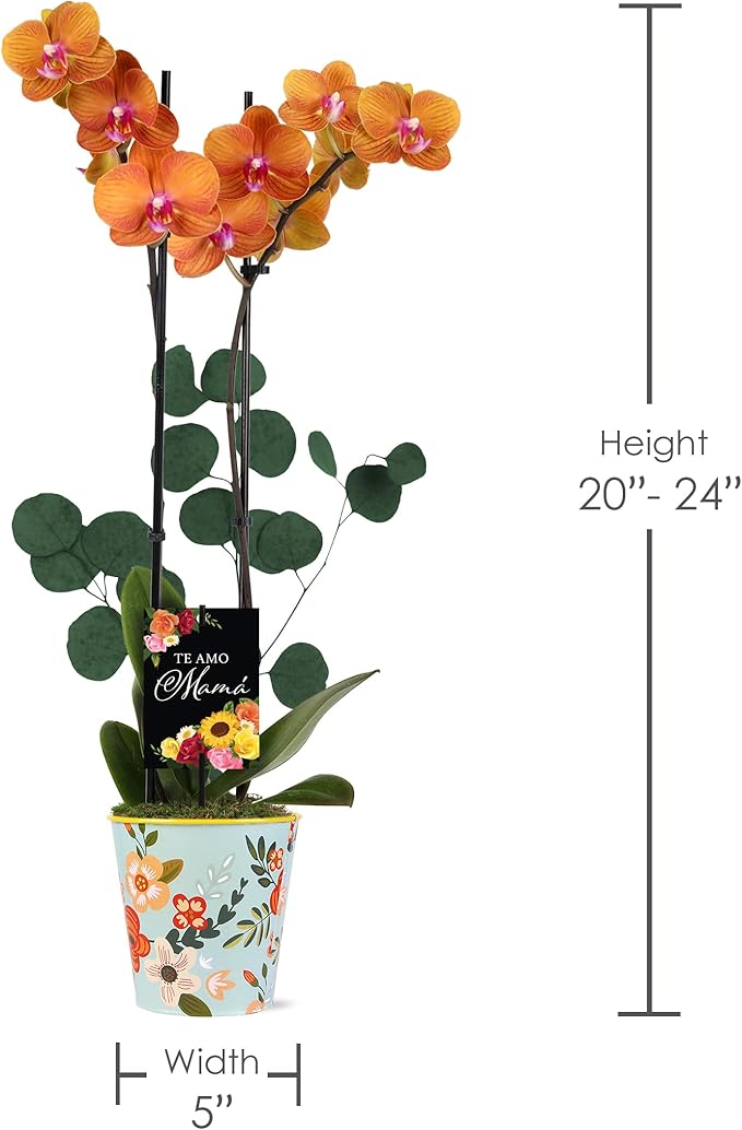 Green Circle Growers 5" Salmon Orchid Live Plant in Rifle Tin Planter with Eucalyptus Accent – Elegant Orchid Gift, Mother’s Day Plant Gift, Indoor Flowering Houseplant