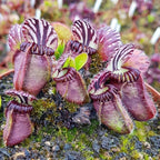 120+ Exotic Nepenthes Seeds for Planting - Non-GMO Heirloom Plant Seeds,Rare Tropical Species