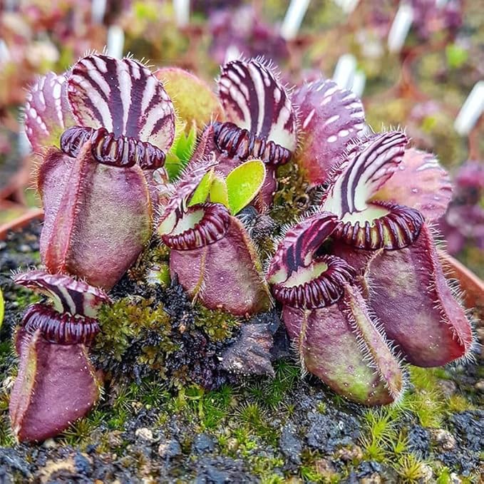120+ Exotic Nepenthes Seeds for Planting - Non-GMO Heirloom Plant Seeds,Rare Tropical Species