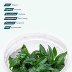SubstrateSource Live Plant - Staurogyne Repens Tissue Culture Aquatic Live Aquarium Plant - 100% Snail Free in Vitro Cup (Staurogyne Repens)