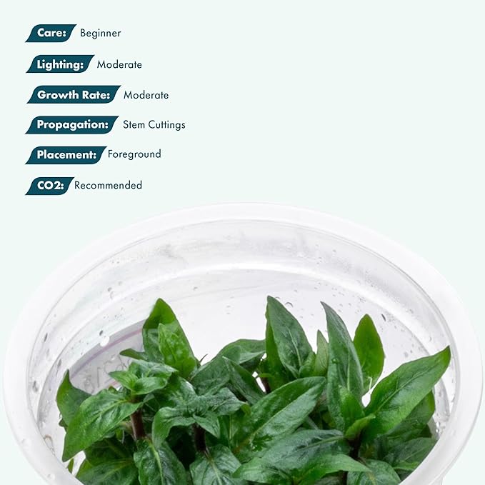 SubstrateSource Live Plant - Staurogyne Repens Tissue Culture Aquatic Live Aquarium Plant - 100% Snail Free in Vitro Cup (Staurogyne Repens)