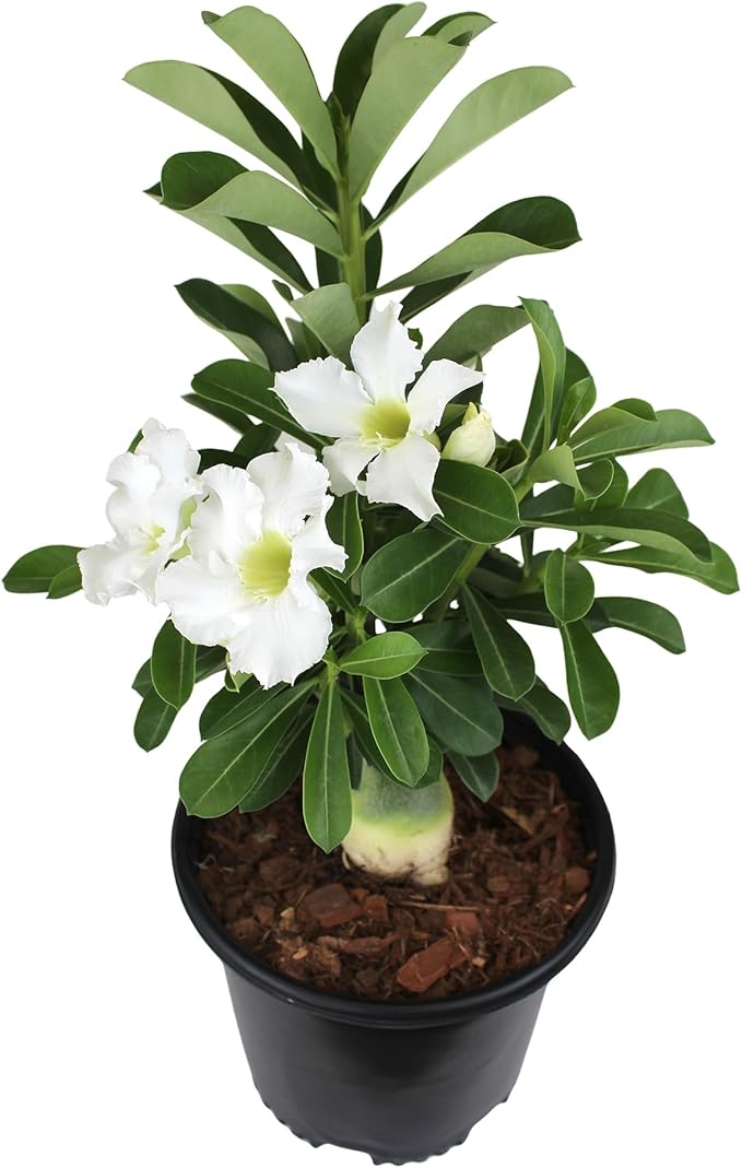 White Desert Rose Plant Live Succulent, 1 Gal Grower Pot, Adenium Desert Rose Plant Live Indoor Houseplants & Outdoor Succulents, Easy Care Flowering Plants by Plants for Pets