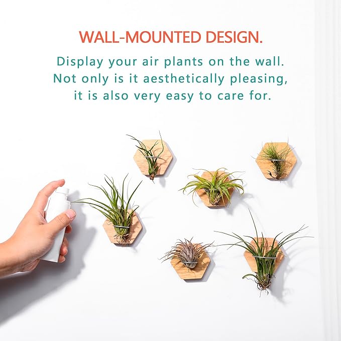 MITIME Air Plants Holders-Real Wood Live Air Plant Holders.Rustic Air Plant Stand,Wall-mounted to save space.(Plants not included)( Hexagonal Set of 6