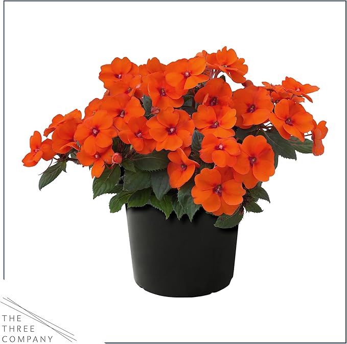 Live Flowering Sunpatiens - Coral (2 Plants Per Pack), Beautiful Annual Summer Color, 10" Tall by 6" Wide in 1 Quart Pot