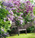 Old Fashioned Lilac Bushes Live Plants (2 Pack) – 18–24” Tall - Syringa vulgaris – Fragrant Lavender Purple Flowers – Hardy Flowering Shrubs
