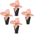 Syngonium Neon Robusta Plant (4 Pack) Live Starter Plants, Pink Arrowhead Vine Houseplants, Easy Care Indoor Tropical Plants Live, Colorful Foliage Plants