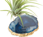 Blue Agate Slice Crystal Air Plant Holder Includes Healthy Air Plant and Hug Gift Box Sympathy Gift Thinking of You Gift Birthday Gift
