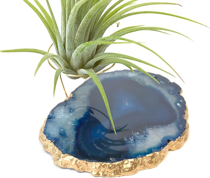 Blue Agate Slice Crystal Air Plant Holder Includes Healthy Air Plant and Hug Gift Box Sympathy Gift Thinking of You Gift Birthday Gift