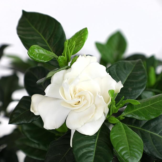 Gardenia Plant (3G), Cape Jasmine Plant Outdoor Plants, Fresh Flowers for Delivery Prime, Live Plants Indoor Plants Live Houseplants, Gardenia Plants Live House Plants Indoors Live by Plants for Pets