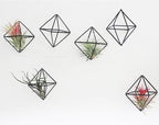 6-Pack Geometric Wire Air Plant Holders, Small Black Metal Tillandsia Stands for Desk Decor, Himmeli Planter Rack for Home & Office – Cute Display for Small/Medium Air Plants