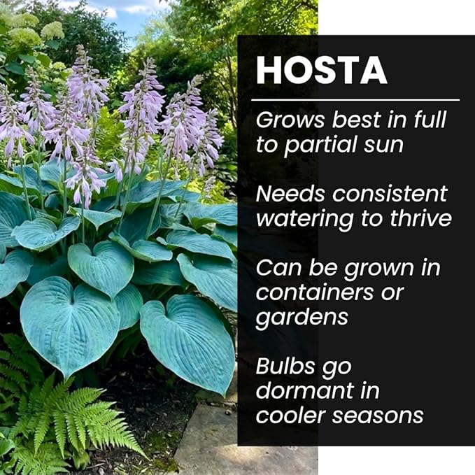 Blue Halcyon Hosta Live Starter Plant | Hardy Shade Loving Perennial | Blue Green Foliage Hosta for Garden Beds, Borders & Containers (1 Plant)
