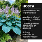 Blue Halcyon Hosta Live Starter Plant | Hardy Shade Loving Perennial | Blue Green Foliage Hosta for Garden Beds, Borders & Containers (3 Plants)