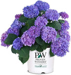 2 Gallon Proven Winners Hydrangea Let’s Dance Rhythmic Blue Shrub