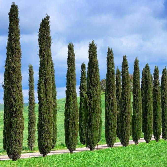 Brighter Blooms - Italian Cypress Tree, 3-4 ft. - No Shipping to AK, AZ, HI