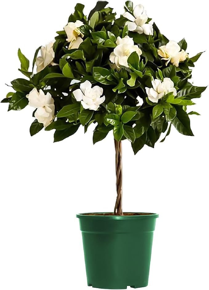 American Plant Exchange Mini Gardenia Vetchii Tree, Live 6-Inch Indoor Flowering Plant, Fragrant Houseplant for Home or Office, for Mother's Day & Year-Round Décor