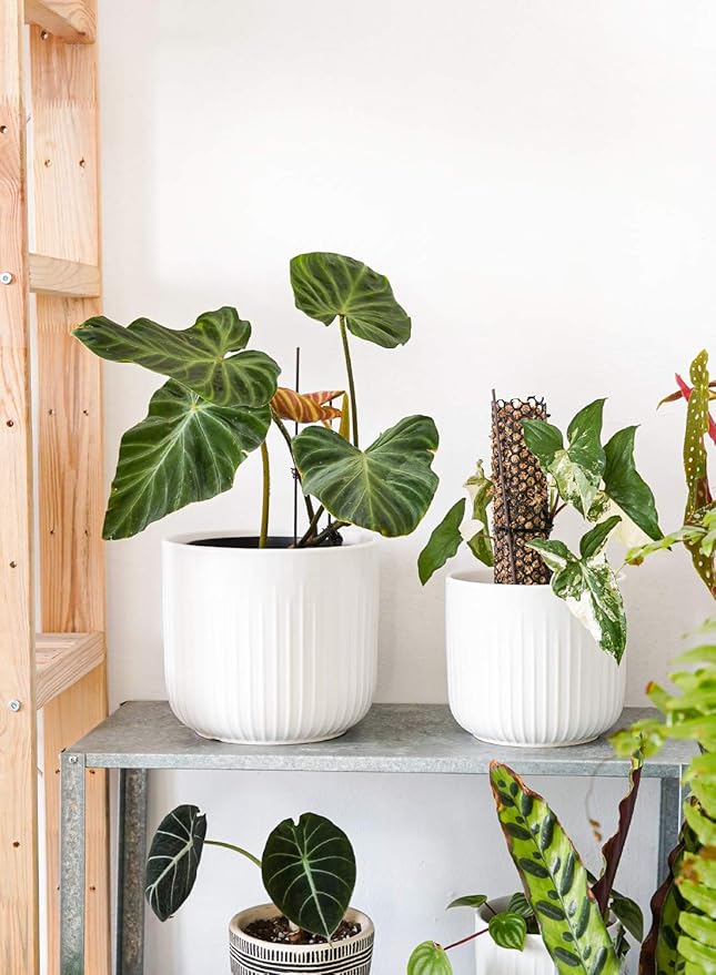 LE TAUCI Fluted Ceramic Planters, 8.3/7/6 Inch Indoor Pots for Plants with Drainage Holes & Mesh, Modern Matte Glaze Cylinder Plant Pot for Snake Plant, Set of 3, White