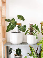LE TAUCI Fluted Ceramic Planters, 8.3/7/6 Inch Indoor Pots for Plants with Drainage Holes & Mesh, Modern Matte Glaze Cylinder Plant Pot for Snake Plant, Set of 3, White