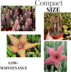 Sets 2 Rare Starfish Cactus Plant Live in 2" Pot, Small Cactus Succulent Well Rooted 4-8 Inch Tall, Ornamental Houseplant for Hanging Basket Trailing
