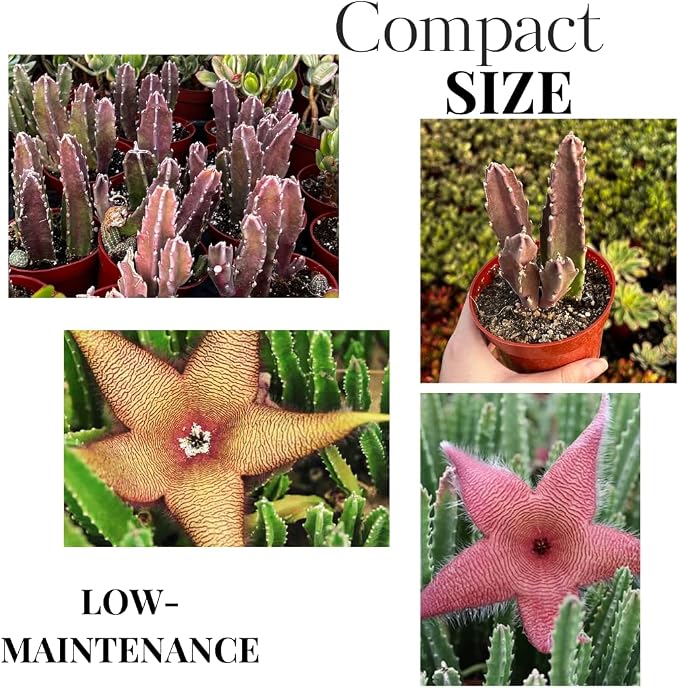 Sets 2 Rare Starfish Cactus Plant Live in 2" Pot, Small Cactus Succulent Well Rooted 4-8 Inch Tall, Ornamental Houseplant for Hanging Basket Trailing