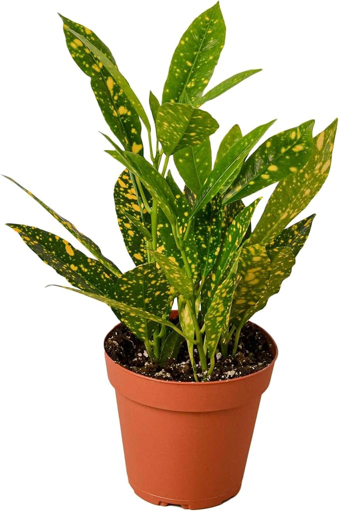 Croton 'Gold Dust' Live Plant for Indoor | Different Houseplants in 4'' & 6'' Pot | Real House Plant for Living Room, Office, Desk & Bathroom | Codiadeum variegatum | Gold Dust