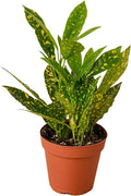 Croton 'Gold Dust' Live Plant for Indoor | Different Houseplants in 4'' & 6'' Pot | Real House Plant for Living Room, Office, Desk & Bathroom | Codiadeum variegatum | Gold Dust