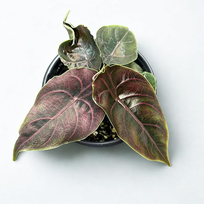 Alocasia Azlanii Live Plant – Rare Jewel Alocasia Live Plant from Rooted Corm | Indoor Tropical Houseplant Gift for Collectors, Home & Garden Decor (Heat Pack Included)
