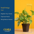 Live Indoor House Plants (3-Pack), Hand Selected Easy to Maintain Indoor Assorted Houseplants in Plant Pots, Curated Air Purifying Mix, Low Light, Home Office Decor Plant Gift