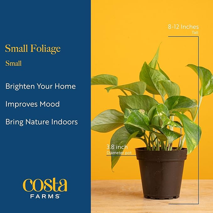 Live Indoor House Plants (3-Pack), Hand Selected Easy to Maintain Indoor Assorted Houseplants in Plant Pots, Curated Air Purifying Mix, Low Light, Home Office Decor Plant Gift