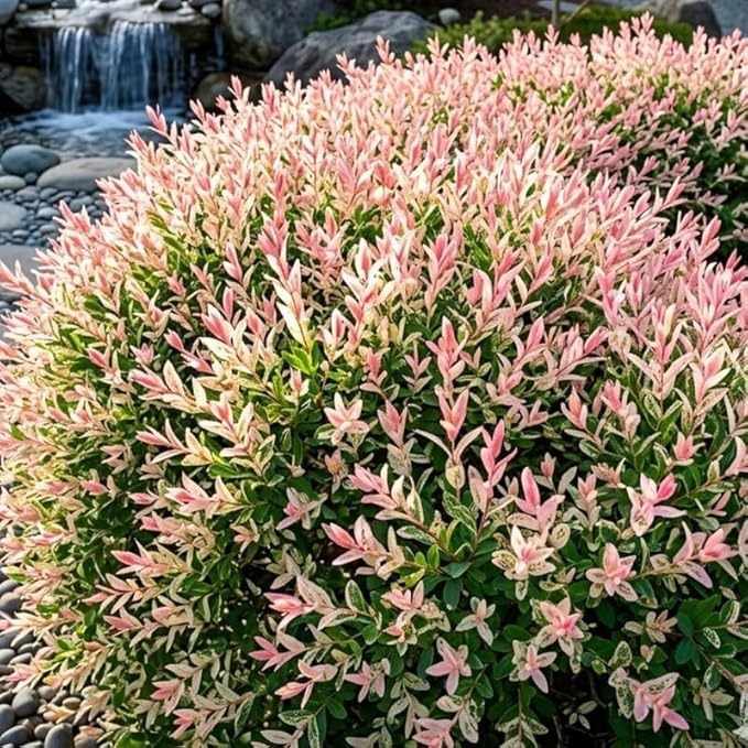 2 Tri Colored Dappled Willow Shrubs Plant Live, Quart Pot, Salix Integra Hakuro Nishiki, Fast Growing, Colorful Foliage Shrub for Garden Décor, Patio & Outdoor Display