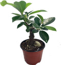 Chinese Ginseng Ficus Bonsai Tree - 4" Pot - House Plant or Bonsai