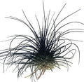 Thin Colored Air Plant, Live Tillandsia House Plant, Easy Care Indoor Outdoor, Great Gift, Healthy Arrival Guaranteed, (Black)