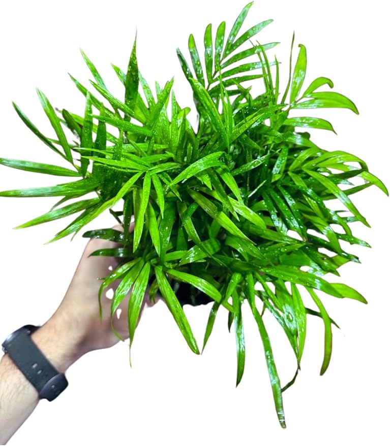 Live Parlor Palm in a 3 inch Nursery Pot - Golden Cane Palm Tree - Air Purifier Plant for Home Decor - Office Gift Indoor Plant