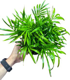 Live Parlor Palm in a 3 inch Nursery Pot - Golden Cane Palm Tree - Air Purifier Plant for Home Decor - Office Gift Indoor Plant