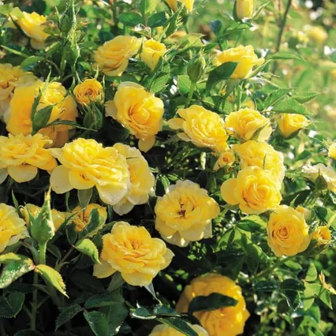 Fragrant Rose Plant Live Bush Shrub or Climbing, Old-Fashioned Roses Summer Rebloomer in 2.5 Inch Pot, Lanscape Rose Plant (Assorted) (Butter Yellow)