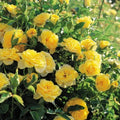 Fragrant Rose Plant Live Bush Shrub or Climbing, Old-Fashioned Roses Summer Rebloomer in 2.5 Inch Pot, Lanscape Rose Plant (Assorted) (Butter Yellow)