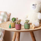 T4U 2.5 Inch Small Ceramic Succulent Planter Pot with Drainage Hole Set of 12, Ice Crack Glaze Plant Container for Cactus, Plant Lover Gifts for Women Mom Coworker Home Office Decor