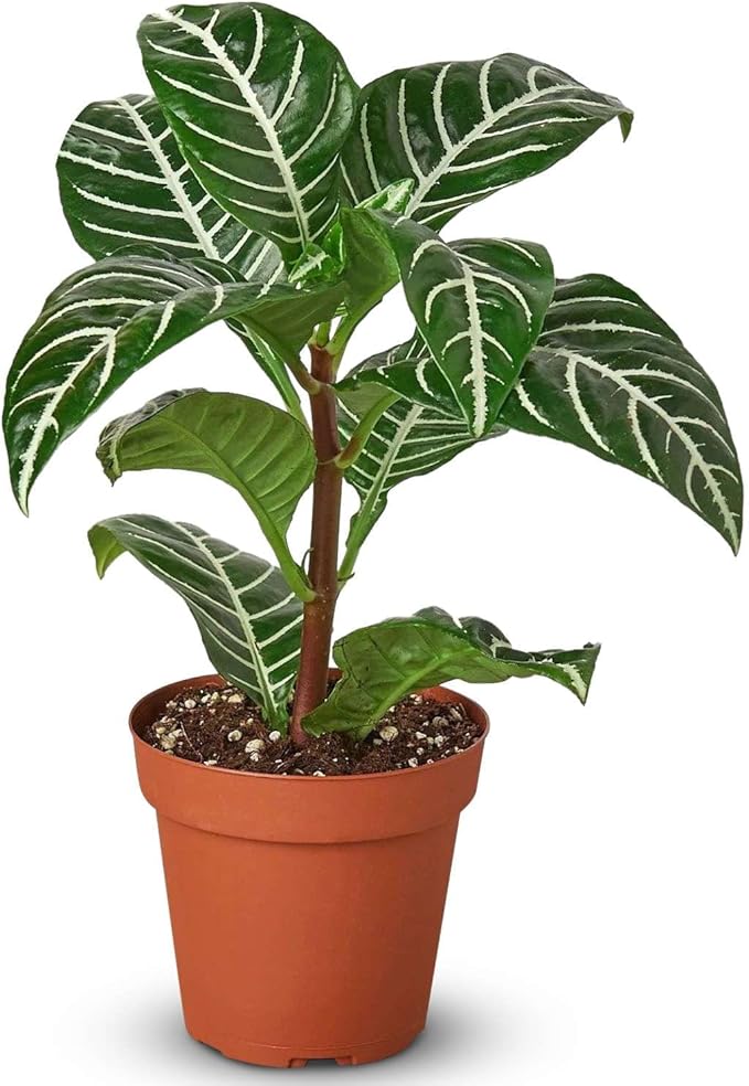Zebra Aphelandra Live Plant for Indoor | Different Houseplants in 4'' & 6'' Pot | Real House Plant for Living Room, Office, Desk & Bathroom | Zebra Plant | Aphelandra squarrosa