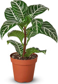 Zebra Aphelandra Live Plant for Indoor | Different Houseplants in 4'' & 6'' Pot | Real House Plant for Living Room, Office, Desk & Bathroom | Zebra Plant | Aphelandra squarrosa