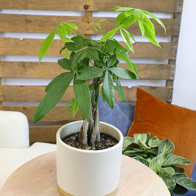Live Money Tree Houseplant in 6" Grower Pot, Air Purifying Pet Friendly Plant, Easy Care for Beginners, Pachira Aquatica, Bonsai & Feng Shui Houseplants by Plants for Pets