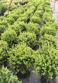 RedCrocus Compacta Japanese Holly Ilex crenata- Evergreen Shrub for Borders & Containers, Pet Safe, Deer Resistant, Low Maintenance, Fine Foliage 3 Gallon