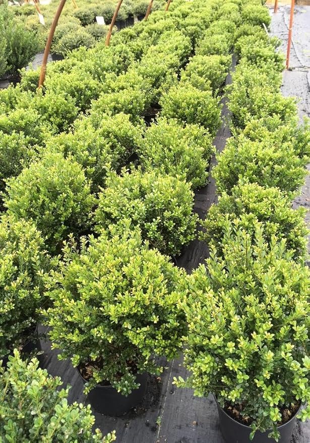 RedCrocus Compacta Japanese Holly Ilex crenata- Evergreen Shrub for Borders & Containers, Pet Safe, Deer Resistant, Low Maintenance, Fine Foliage 3 Gallon