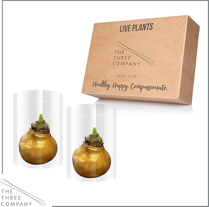 Waxed Amaryllis Bulb 2-Pack – Gold Wax with Red Blooms – Live Holiday Gift Plant, Easy Care, No Watering Needed