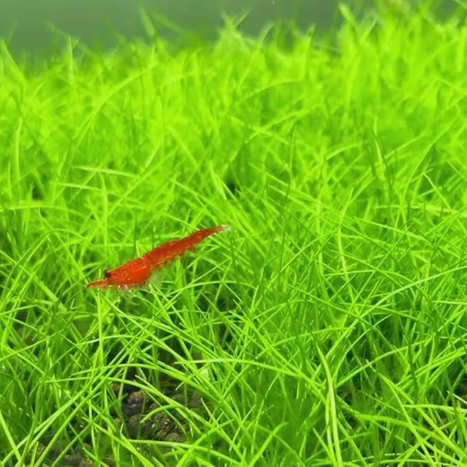 Dwarf Hairgrass Plant Live, Aquarium Pond Plant, Freshwater Aquarium Plant, 4 to 6 Inches Tall