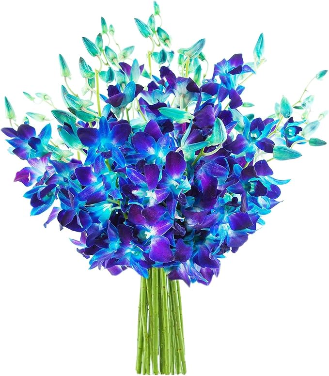 KaBloom - 20 Blue Orchid Without Vase - Fresh Flowers for Birthday, Valentine's & Mother's Day
